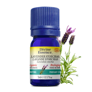 Lavender Stoechas Organic