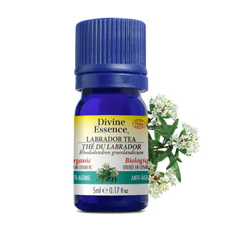 Labrador Tea Organic