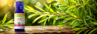 Do you know the amazing Tea Tree essential oil?