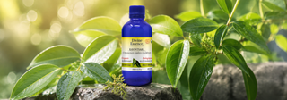 Ravintsara Essential Oil: The Antiviral Starlet