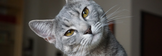 Cats and essential oils