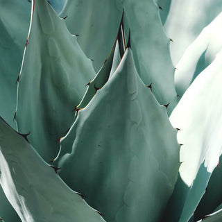 Defense
