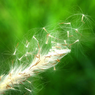 Respiratory