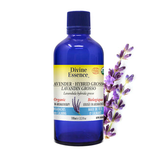 Lavender Hybrid Grosso Organic