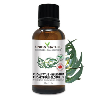 Eucalyptus Blue Gum