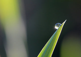 dew on a blade of grass tip